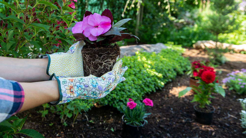 Vrouw plant bloemen in tuin